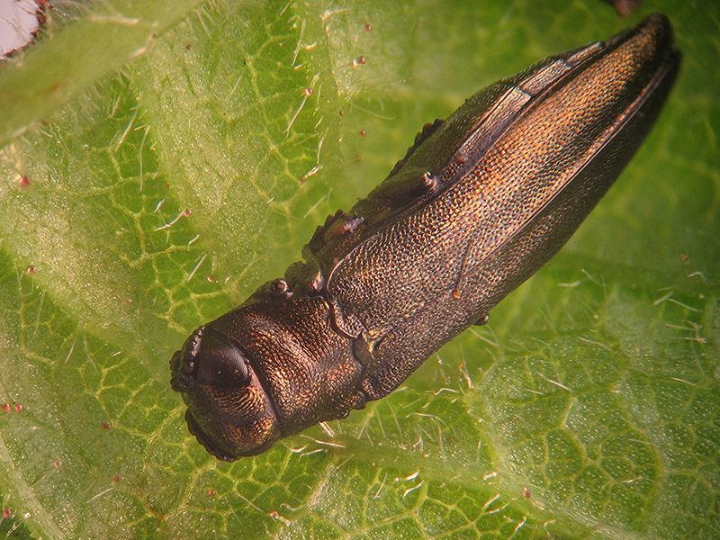 Buprestidae: Agrilus da identificare